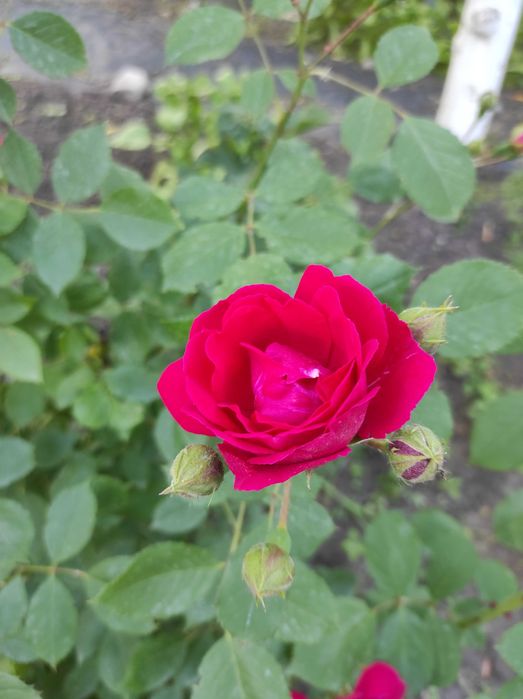 Продам вьющуюся розу