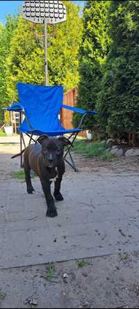 Amstaff American Stafford Shire Terrier