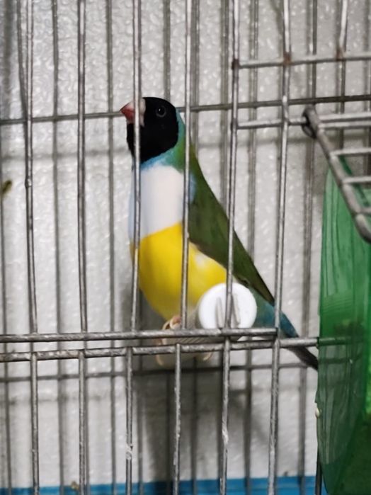 Vendo diamantes de gould e bengalis