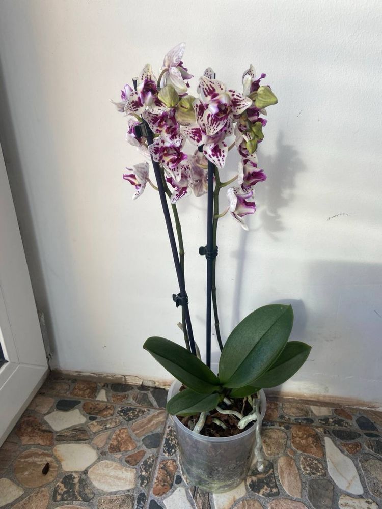 Орхідея триліпс-2 гілки-650 грн