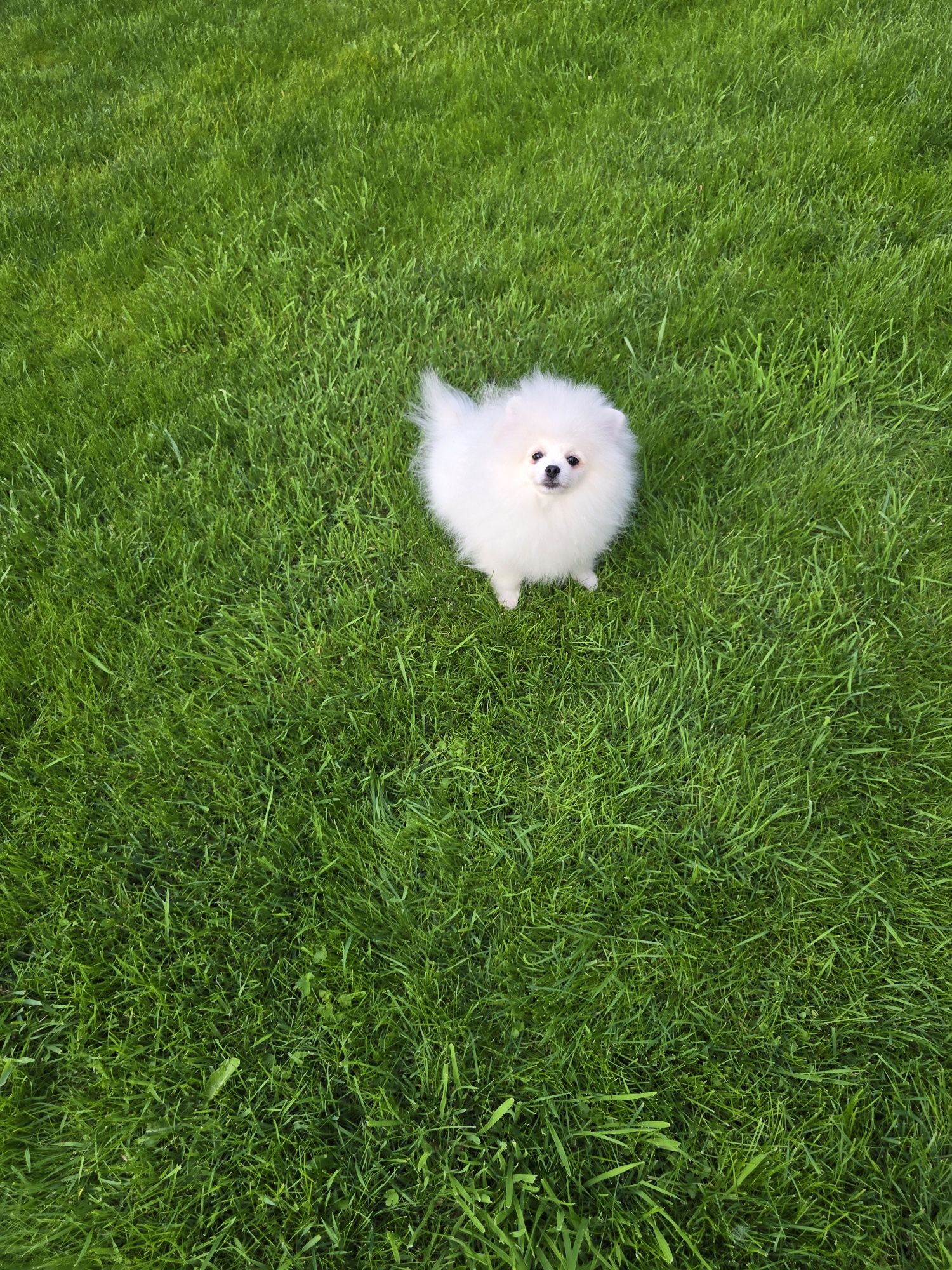 Pomeranian bialy mis boo przepiekny  FCI