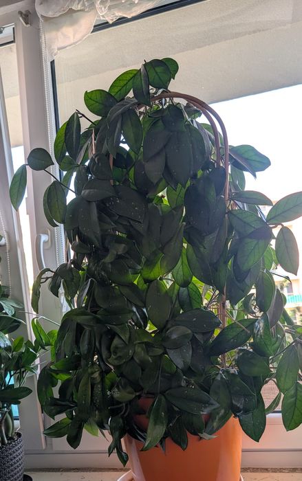 Kwiat Hoya hoja carnosa