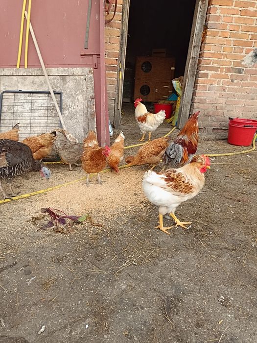 Koguty ozdobne czubatki