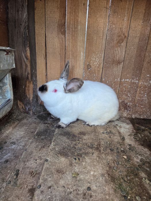 Продам кроли на племя