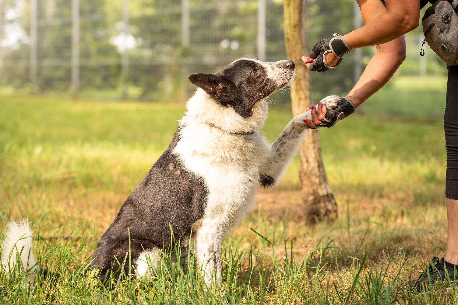 Rufi w typie Border Collie do ŚWIADOMEJ adopcji!