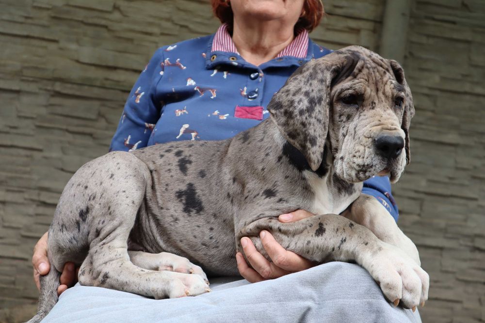 Dog niemiecki merle suczka Hodowla La Componella FCI ZKwP