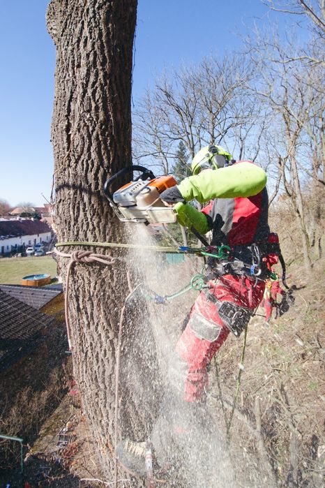 Climbing Lumberjack. Wycinka drzew alpinistycznie, arborysta