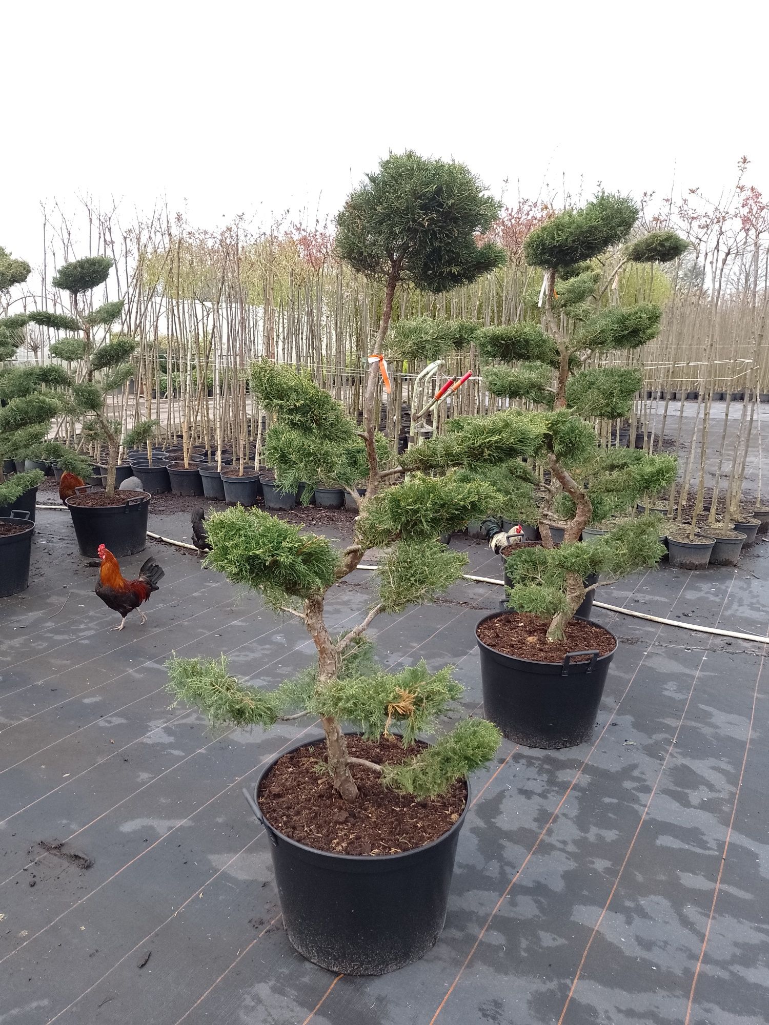 Jałowiec pfizeriana Aurea i mint julep bonsai