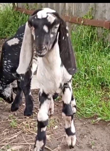 Англо нубійська козичка 6 місяців і козлики 1 місяць