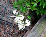 Jasmim falso Solanum Jasminoides