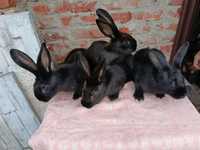 Кролики 3 міс самці і самки