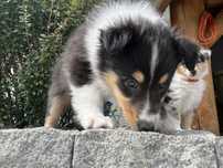 Szczeniak suczka Owczarek szkocki długowłosy - Collie