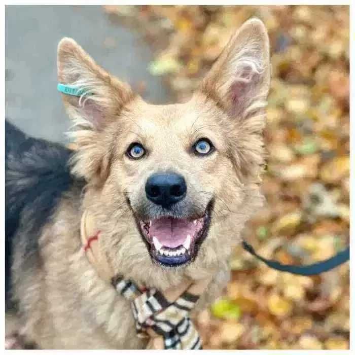 Активная собака Ириска ищет дом