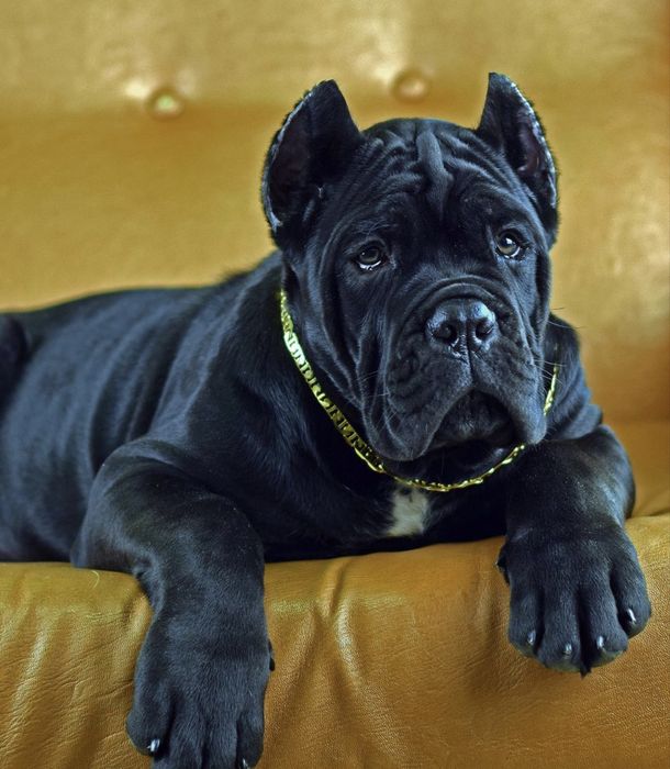 Хлопчик Дівчинка-Cane corso
