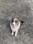 Reproduktora border collie