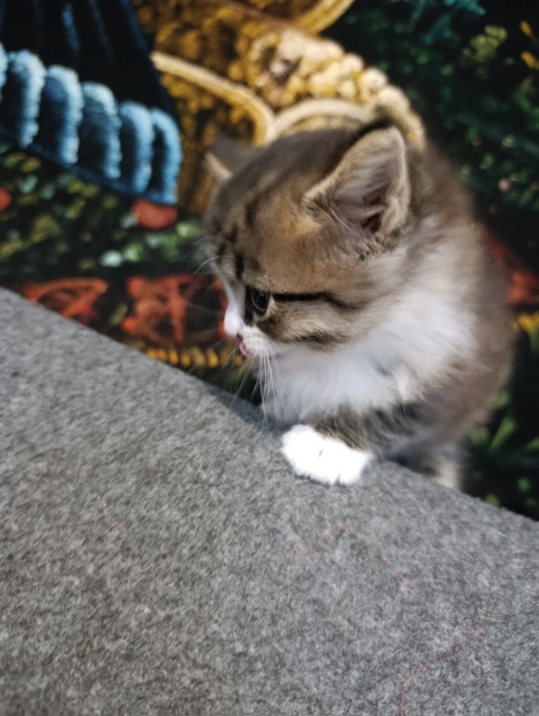 Кошечка бесплатно