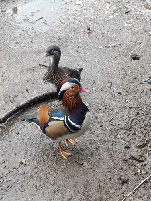 Sprzedam kaczki mandarynki i kurki chabo