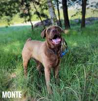 10 miesieczny aktywny labrador Monte adopcja