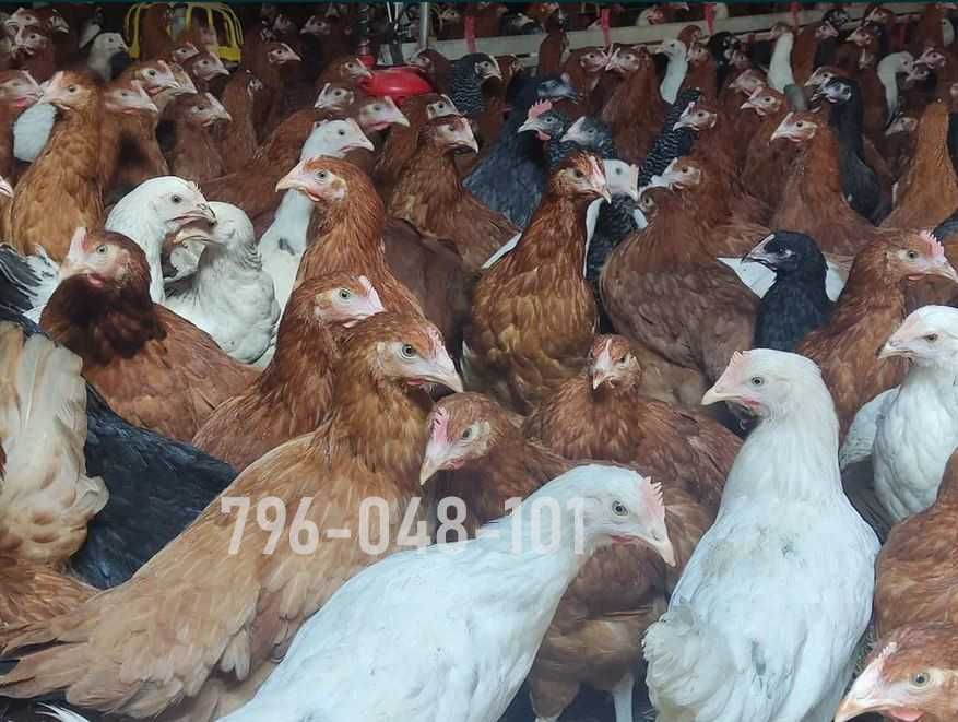 Kury Nioski Kolorowe Rosa Dominant Leghorn Lohman Leghorn