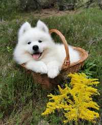 Samoyed szczenię z rodowodem piesek samoyed