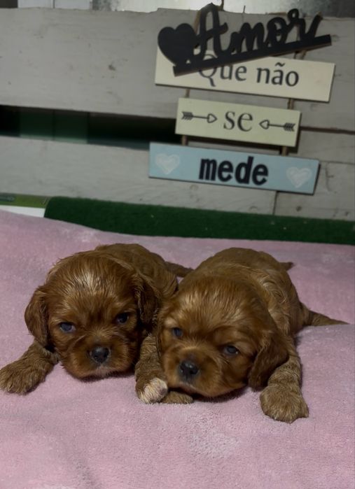Cavalier King Charles Spaniel