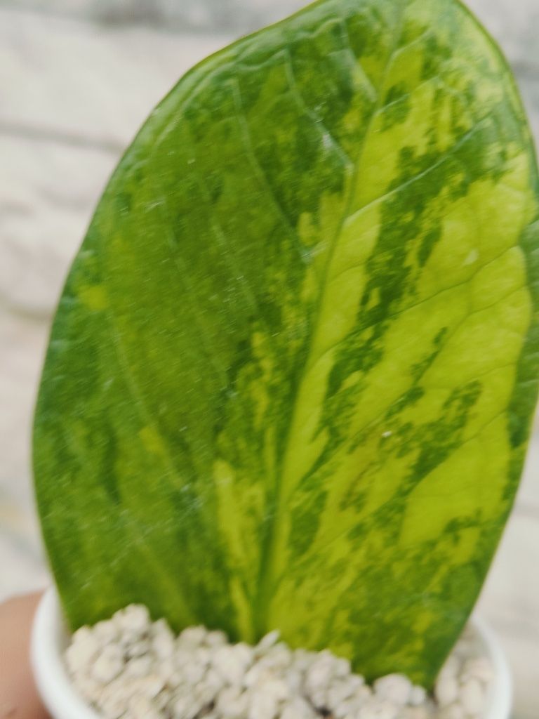 Zamioculcas Midiori Aurea
