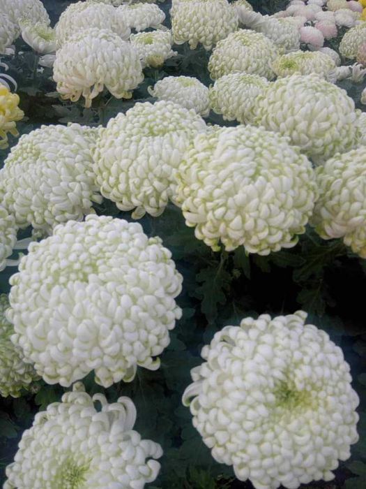 Chryzantemy wielkokwiatowa i drobnokwa