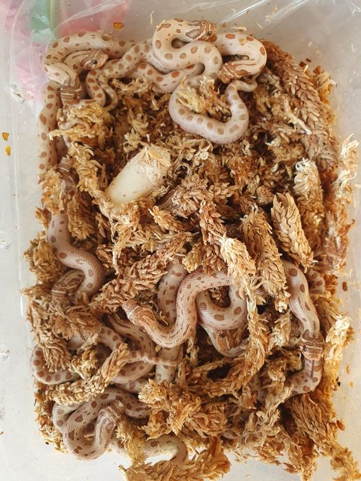 Heterodony zachodnie toffee conda młode samce I samice