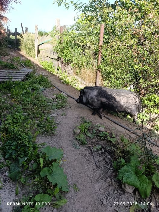 Knurek   oddam za darmo
