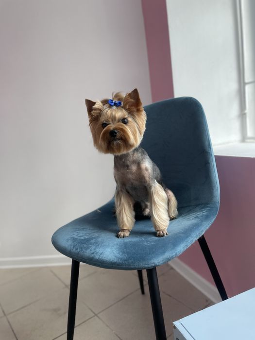 Стрижка собак | грумінг котів | тримінг | Шевченківський р-н