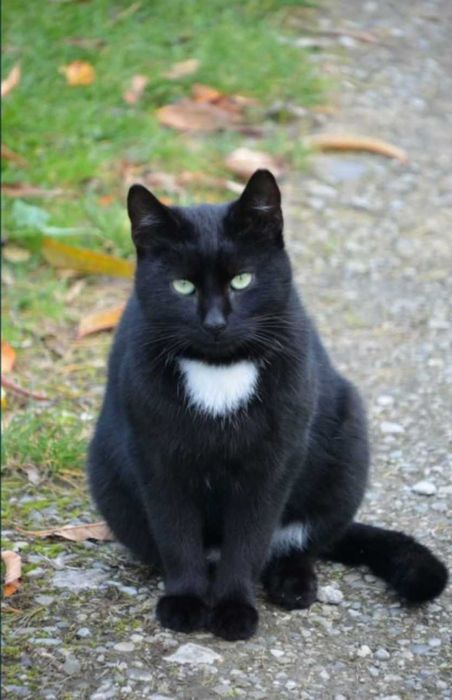 Roczny kocurek szuka domu