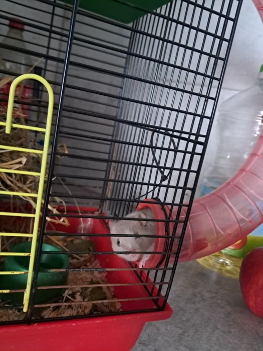 Chomik syryjski szary