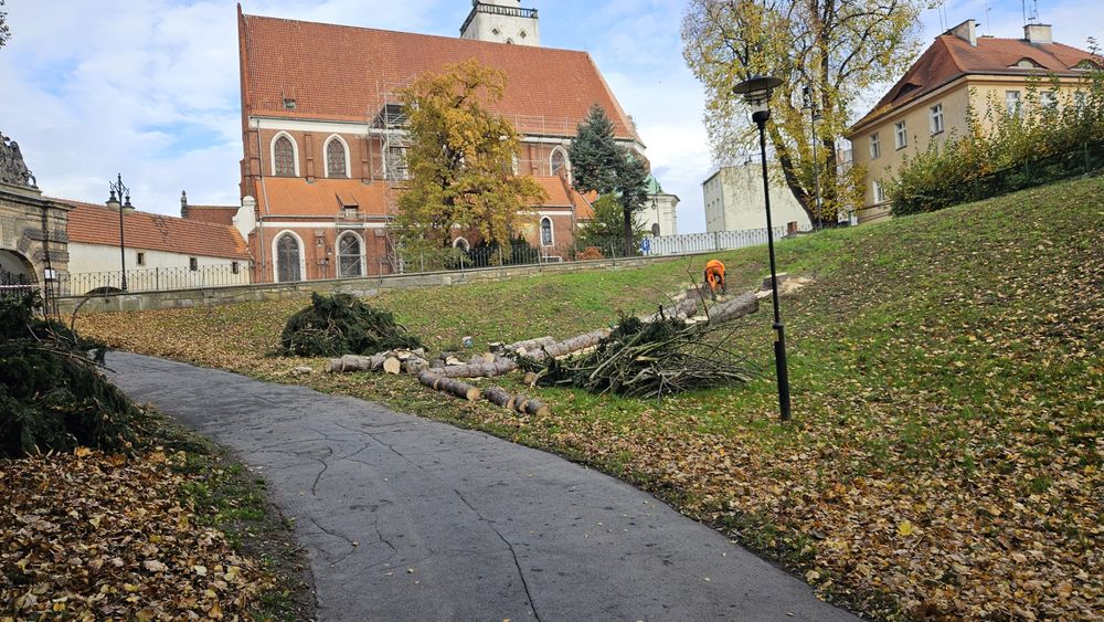 Alpinistyczna wycinka drzew, usługi rębakiem Drewex s.c.