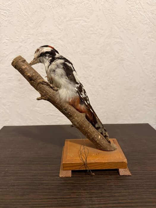 Чучело пёстрого дятла