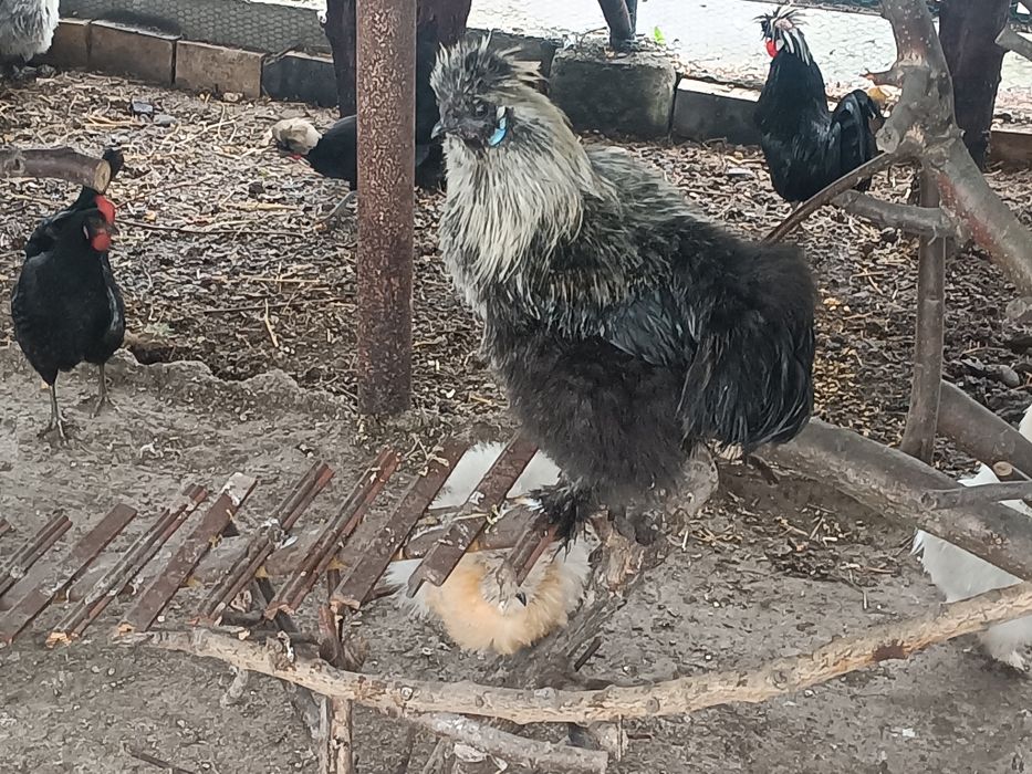 Koguty ozdobne silki.