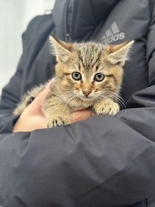 Кошеня (хлопчик)