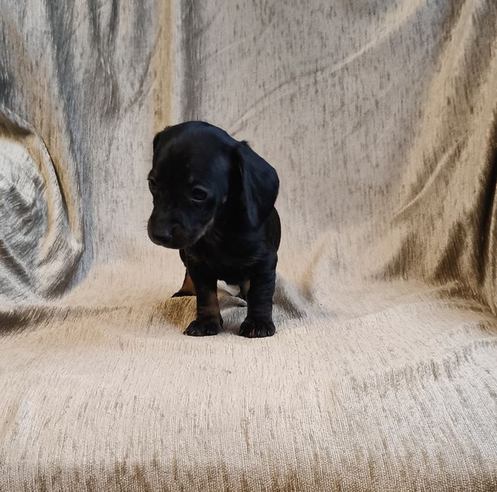 Jamnik krótkowłosy suczka (miniatura) Ur. 01.10.2025