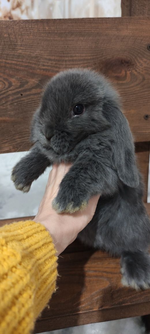 Królik Mini Lop gotowe do zmiany domku