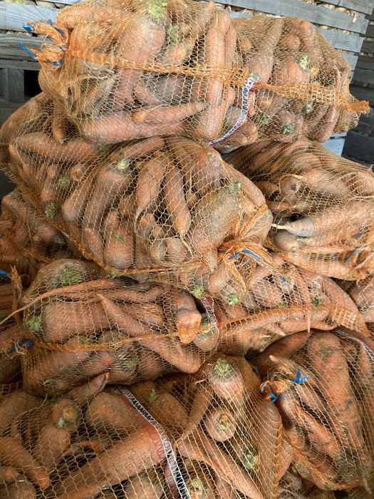 Marchew  odpadowa paszowa NIE MYTA dla zwierząt WORKI