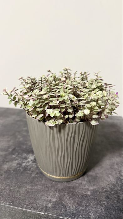 Традесканція триколор сциндапсус епіпремнум