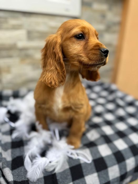 Cocker spaniel angielski Piesek Rodowód