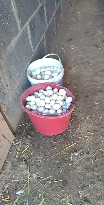 Kury Leghorn Leghorny 22 tyg. WYSYŁKA