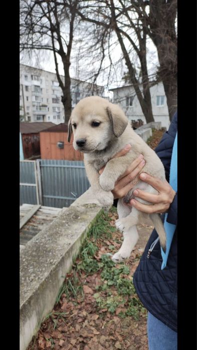 Цуценята виживають в ямі