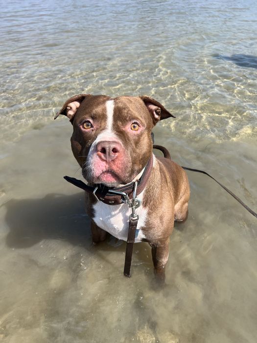 Floki szuka domu! pitbull do adopcji