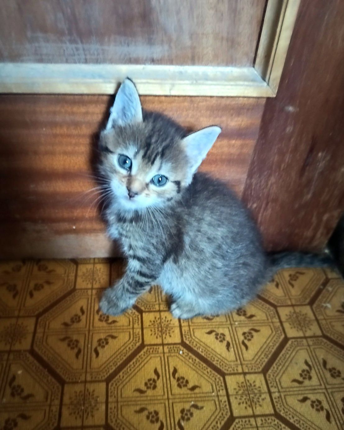 Маленькая полосатая котёнок девочка ищет дом! Котята! В хорошие  руки!