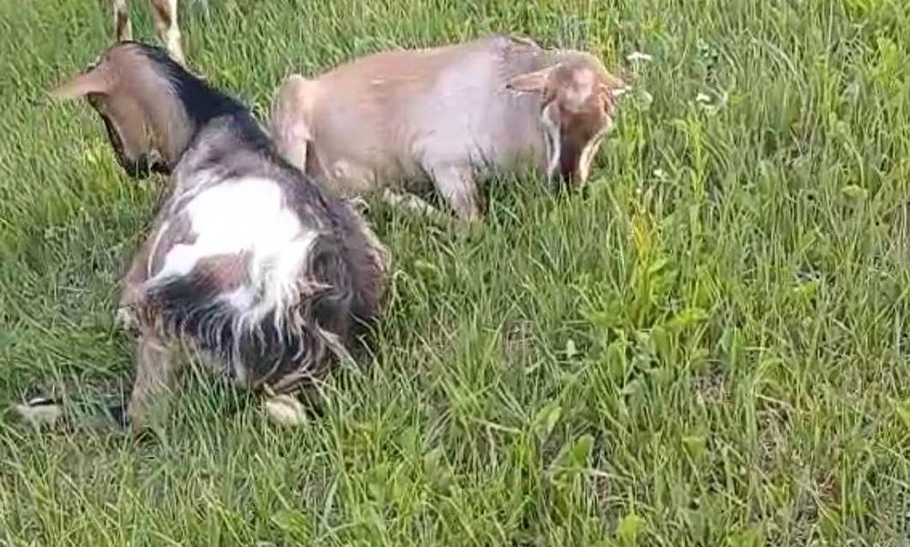Коза, добра газонокосилка для подвір'я, товариська, трансгендерна.