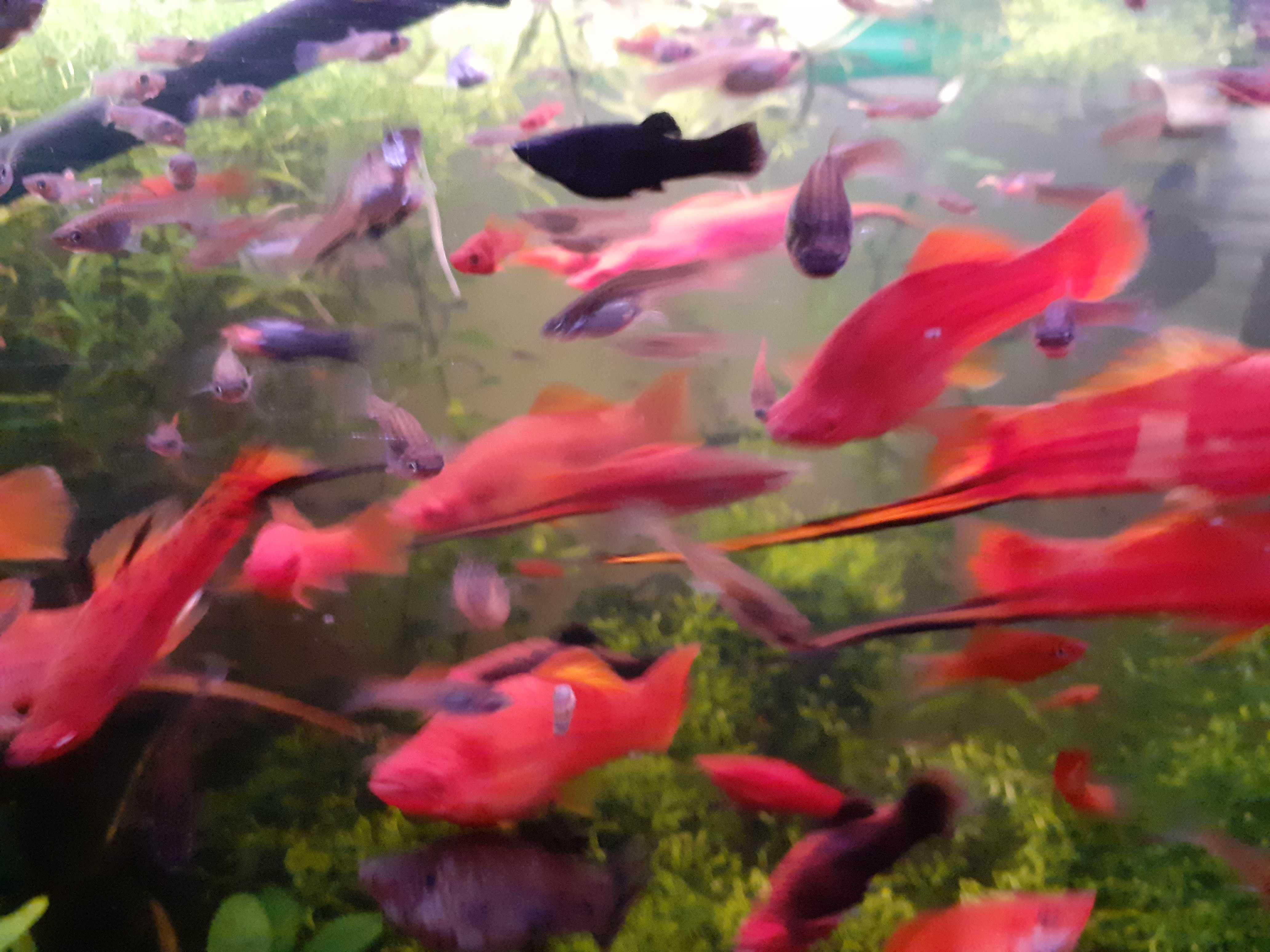 Espadas peixes tropicais