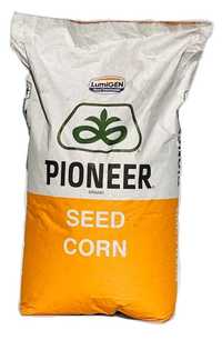 Kukurydza Pioneer P8834 - nasiona kukurydzy Pioneer