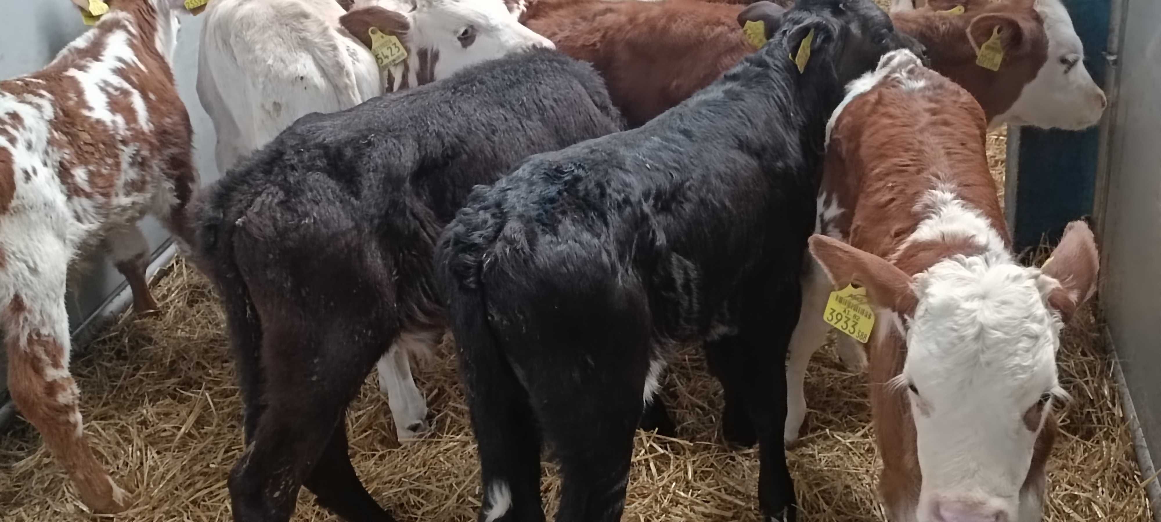 Cielaki mięsne i odsadki w różnych rasach