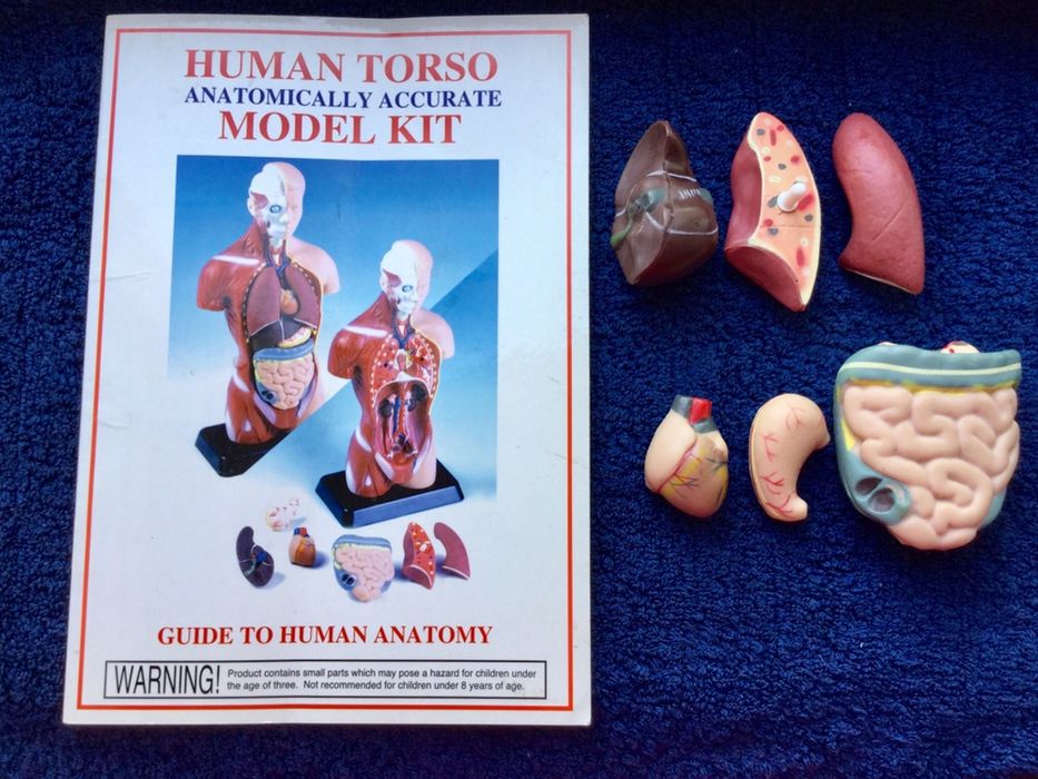 Человеческий торс — анатомически точная модель